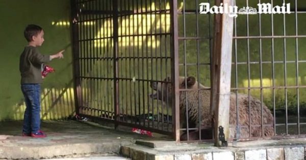 Η μοναξιά και η δυστυχία της αρκούδας στο κλουβί (βίντεο)