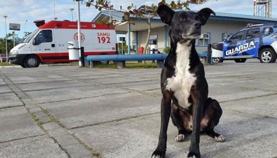 Πιστός σκύλος περιμένει έξω από νοσοκομείο για 8 μήνες