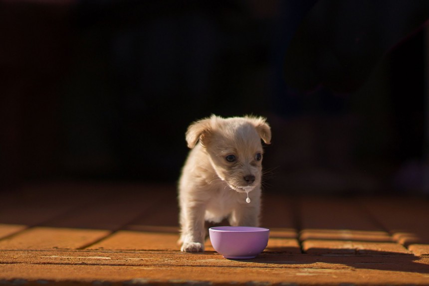 φωτογραφίες σκύλων Kennel Club 2016 