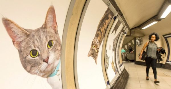Όλες οι διαφημίσεις στο μετρό του Λονδίνου έχουν αντικατασταθεί από εικόνες με γάτες