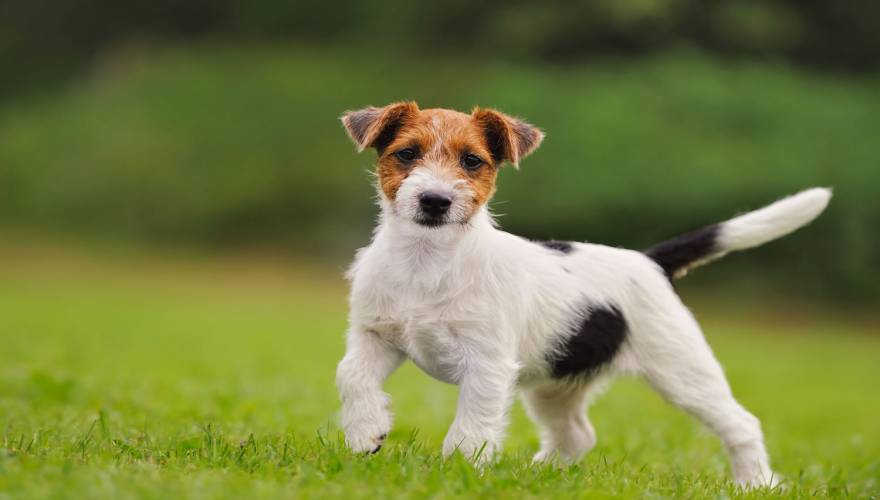 jack-russell_56833036