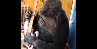 Η Koko ο γορίλας παίζει μπάσο παρέα με τον Flea