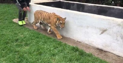 Τρομάζοντας μια τίγρη