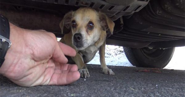Θα δακρύσετε! Αυτό το σκυλάκι είχε χαθεί στην πόλη για μέρες όταν… (Βίντεο)