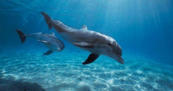 Για πρώτη φορά καταγράφηκε και αναλύθηκε ο διάλογος ανάμεσα σε δελφίνια