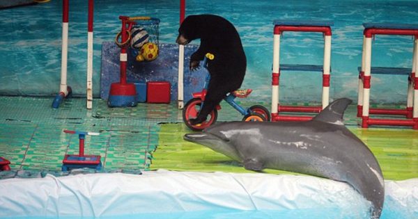 Η θλιβερή ζωή των δελφινιών στα τσίρκο της Ινδονησίας