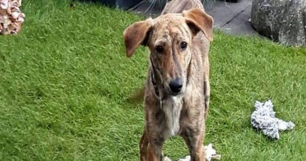 Ντροπή σε αυτούς που κακοποίησαν αυτόν τον σκύλο – Τον έσωσε μια Ολανδέζα τουρίστρια