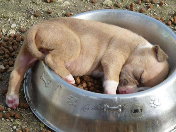 dogs-sleep-where-they-want-not-where-you-want-19-photos-1