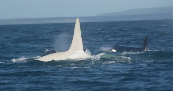 Εντόπισαν μετά από 4 χρόνια το σπάνιο είδος της λευκής φάλαινας «αλμπίνο» (φωτό, video)