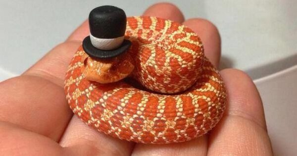 Τα πιο μικροσκοπικά φίδια που έχετε δει ποτέ