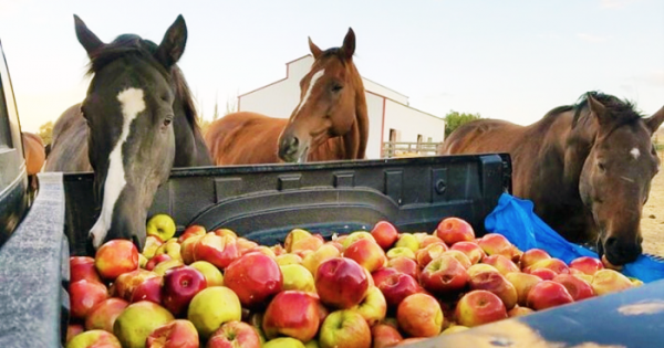 3 Άλογα βλέπουν τυχαία έναν φορτηγό γεμάτο μήλα. Μόλις δείτε τι κάνει το μεσαίο, θα μείνετε άφωνοι!