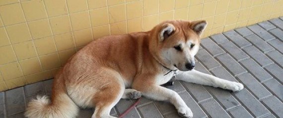 Σκύλος περίμενε για 6 ημέρες έξω από το νοσοκομείο το αφεντικό του