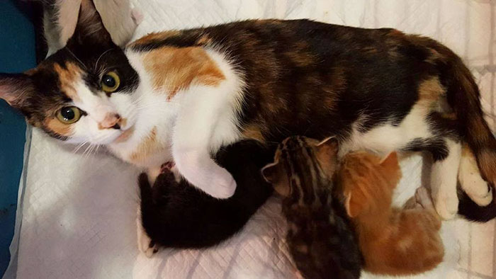 paralyzed-cat-mother-kittens-princess-3