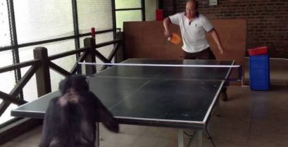 Ο χιμπατζής που παίζει πινγκ-πονγκ