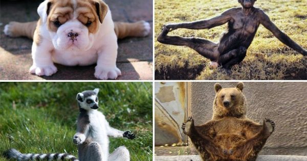 Απολαυστικές φωτογραφίες ζώων να κάνουν γιόγκα