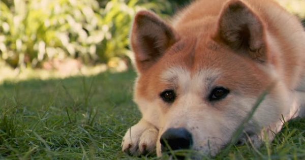 Γιατί τα σκυλιά γίνονται άγρια και ποιες λεπτομέρειες τα επηρεάζουν;