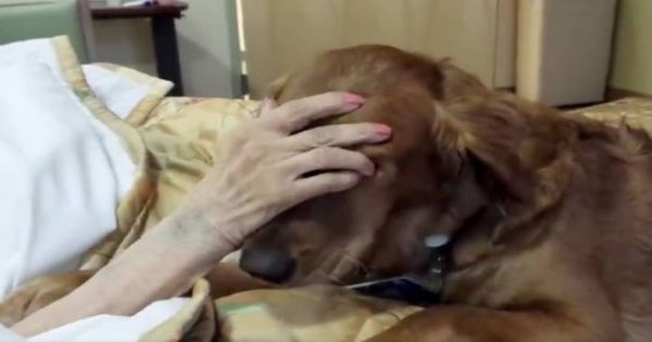 Συγκινητικό: Σκύλος αποχαιρετάει την ετοιμοθάνατη αφεντικίνα του (βίντεο)