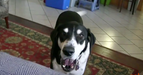 Ανακοίνωσε στον σκύλο του ότι πήρε καινούριο κατοικίδιο. Η αντίδρασή του; Έχει “ρίξει” το ίντερνετ!