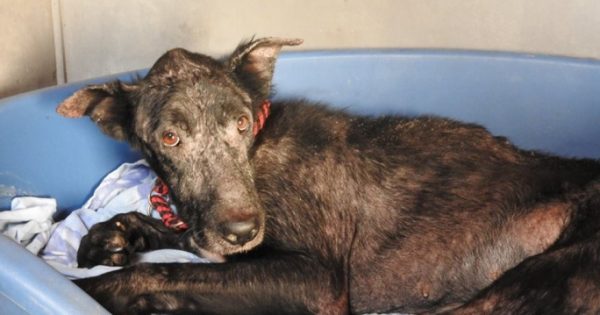 Ο Μόντυ που βρέθηκε εξαθλιωμένος σε υπόνομο στον Κάλαμο Αττικής μεταμορφώνεται σ’ έναν πανέμορφο μαύρο σκυλάκο