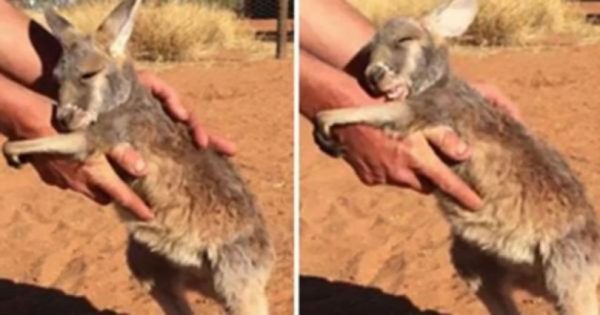 Αυτό το μωρό καγκουρό ζητάει απελπισμένα μια αγκαλιά! (Βίντεο)