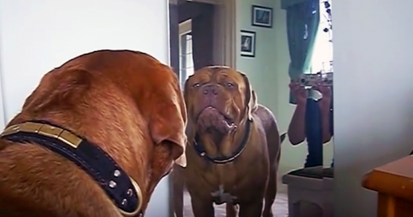 Ο τεράστιος σκύλος παρατήρησε το είδωλό του στον καθρέφτη. Η αντίδρασή του; Θα σας κάνει να λιώσετε!