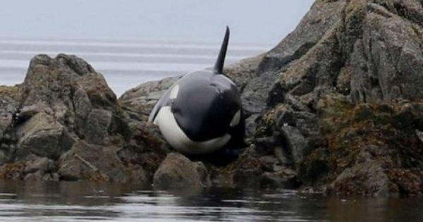 Φάλαινα είχε κολλήσει για ώρες σε βράχια και έκλαιγε μέχρι να τη βρουν οι διασώστες
