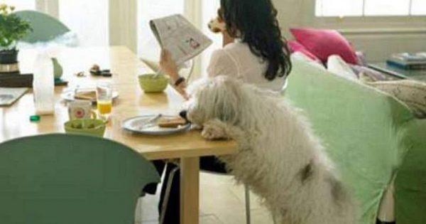 Έρευνα: Ο σκύλος σας κλέβει φαγητό όταν δεν κοιτάτε!