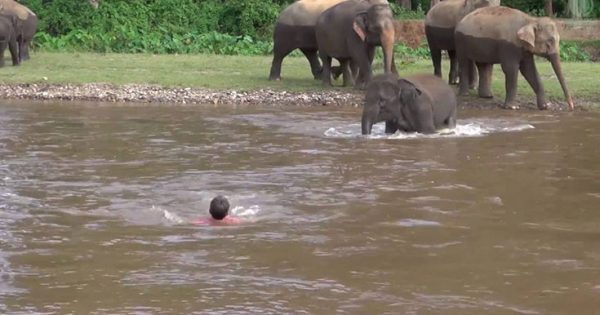 Ελέφαντας τρέχει να σώσει άνθρωπο που παρασύρεται από το ποτάμι (Video)