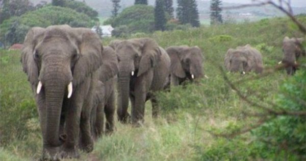 Ελέφαντες περπατούσαν επί 12 ώρες για να θρηνήσουν από κοντά τον άνθρωπο που τους έσωσε τη ζωή