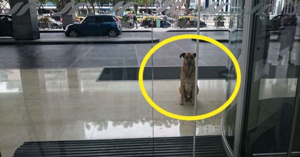 Ένα αδέσποτο σκυλί περίμενε κάθε μέρα μια αεροσυνοδό έξω από το ξενοδοχείο της. Τελικά το υιοθέτησε!