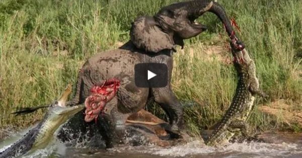 Αληθινές μάχες άγριων ζώων της Αφρικής που κόβουν την ανάσα (βίντεο)
