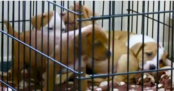 Στην Αμερική αλλάζουν τον νόμο και καταδικάζουν κάθε κακοποίηση ζώου ως κακούργημα