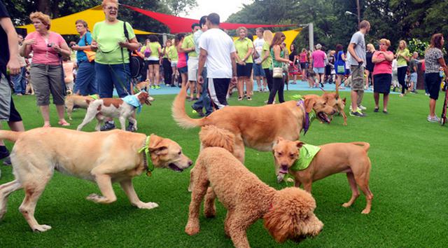Σκύλος σκύλοι κοινόχρηστα πάρκα σκύλων κοινόχρηστα πάρκα 
