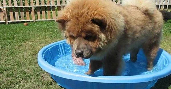 Αστείο βίντεο – Ο σκύλος που δεν θέλει να κάνει μπάνιο (βίντεο)