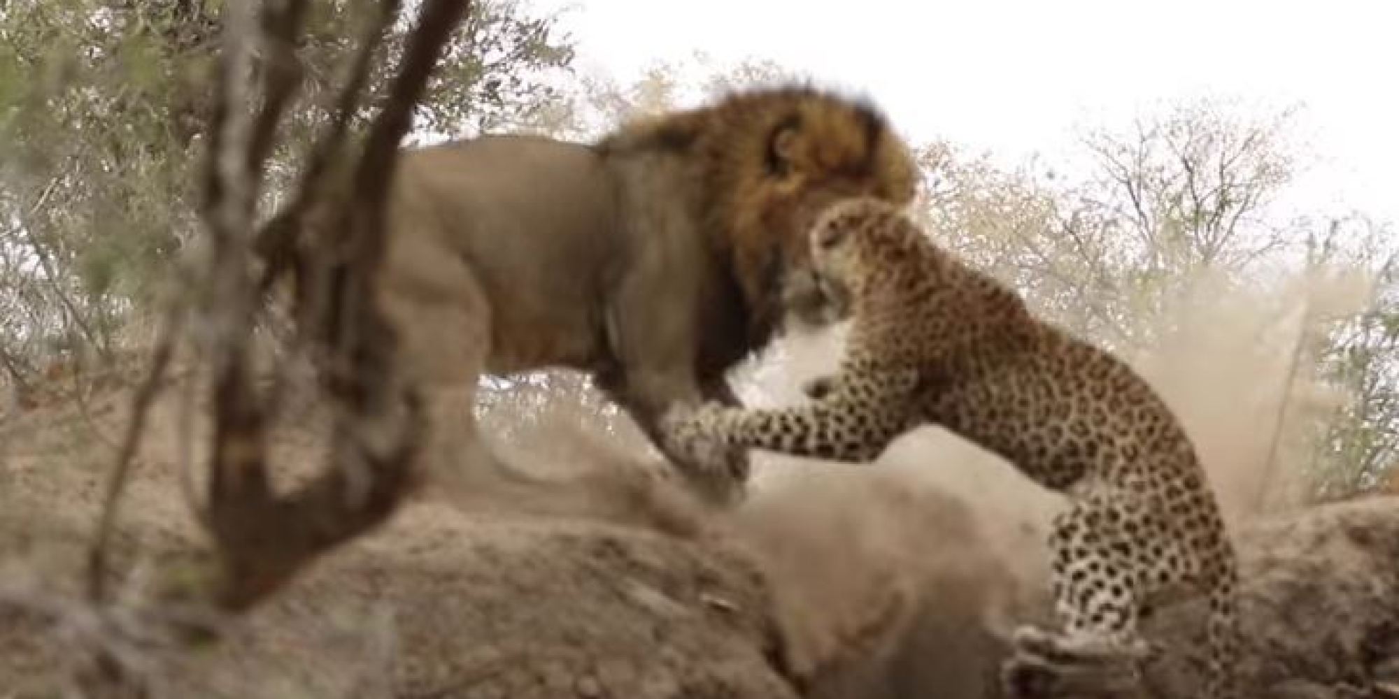 μάχη λιοντάρι λεοπάρδαλη 