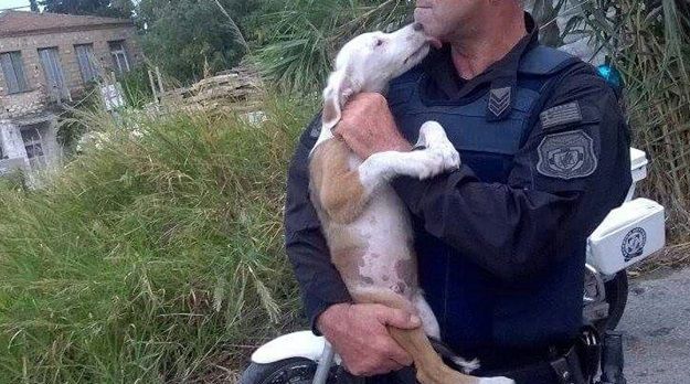 ΠΦΠΟ κακοποίησης ζώων Ελληνική Αστυνομία 