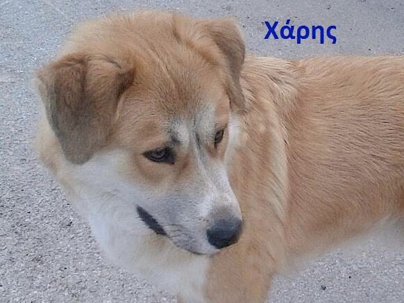 Χαρίζονται ελληνικός ποιμενικός αγγελίες σκύλων 