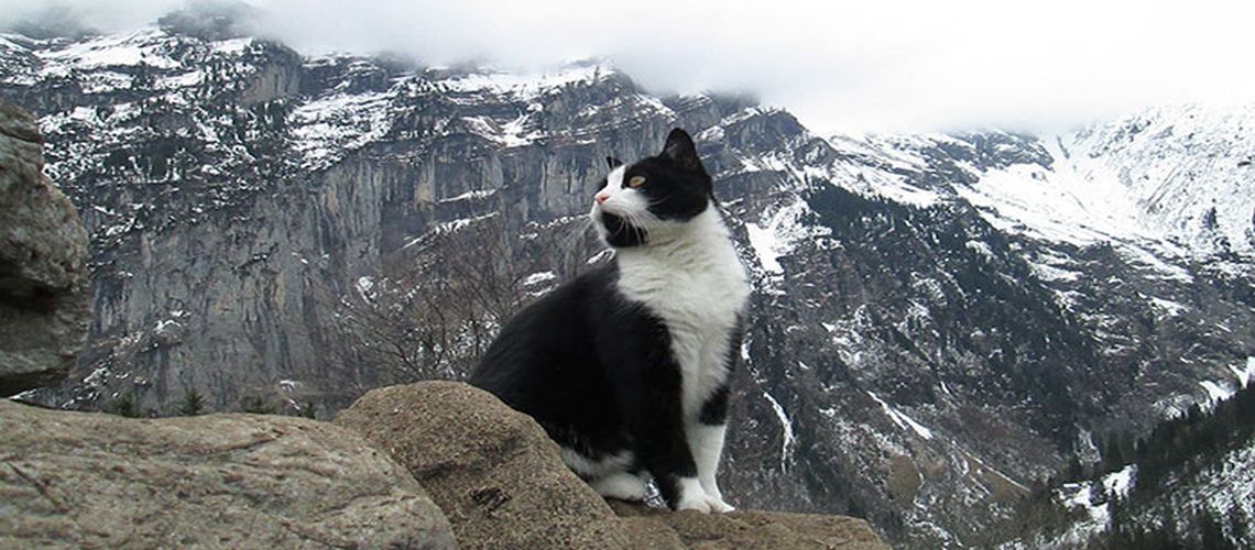 ορειβάτες ελβετικές Άλπεις γάτος 