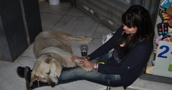 Στη γειτονιά των αγγέλων ταξίδεψε ο 16χρονος Αρκούδος, ο πιο αγαπητός αδέσποτος σκύλος της Νέας Σμύρνης
