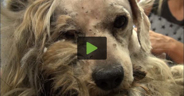 Ένας σκύλος που ήταν για πάντα άστεγος, πέτυχε μια απίστευτη μεταμόρφωση! (βίντεο)