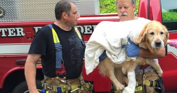 Σκύλος-οδηγός έπεσε μπροστά σε λεωφορείο για να σώσει τη συνοδό του