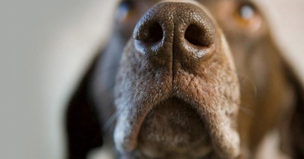 Ο σκύλος καταλαβαίνει τι ώρα είναι από τις μυρωδιές