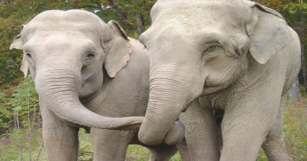 Δύο ελέφαντες συναντιούνται ξανά μετά από 22 χρόνια. Η Στιγμή της επανασύνδεσης; Θα σας κάνει να δακρύσετε!