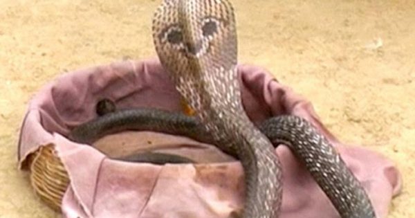 Το φίδι με το… πρόσωπο στην πλάτη έγινε ο σταρ ενός χωριού στην Ινδία