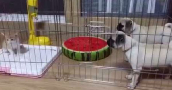 Έβαλαν σε ένα κλουβί δυο σκύλους και μια γάτα – Δεν φαντάζεστε τι έγινε! (video)
