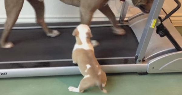 Γυμναστήριο είπατε; Ένα κουτάβι με πείσμα! Θέλει να γυμναστεί, όμως… (VIDEO)