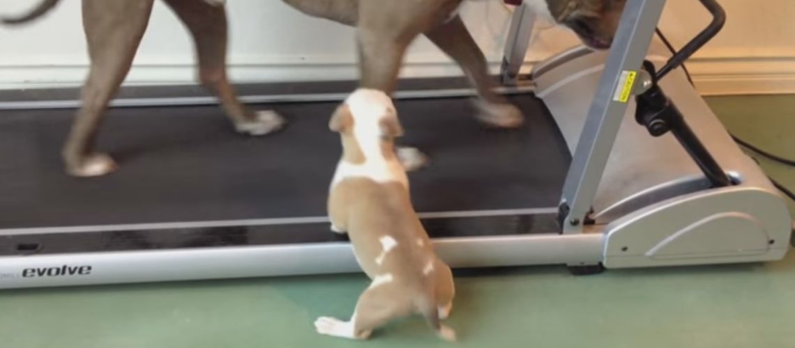 gym_dog