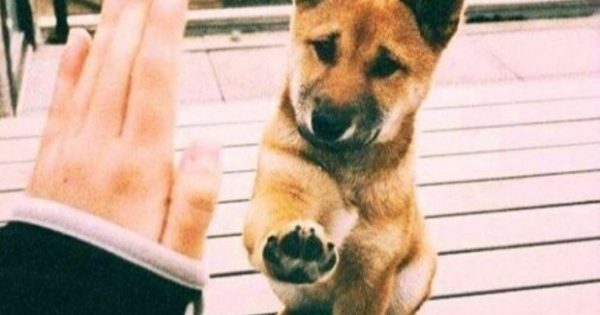 7 μαθήματα ζωής που ένας σκύλος θα διδάξει έναν άνθρωπο!