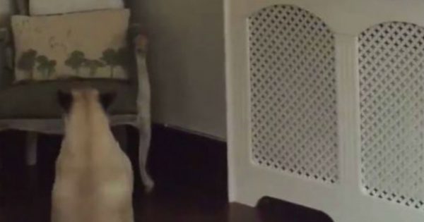 Όταν δείτε πως χορεύει αυτός ο σκύλος, θα πέσετε κάτω από τα γέλια! (video)