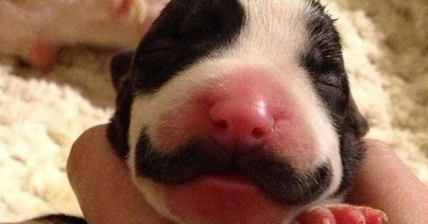 Κουτάβι που γεννήθηκε με μουστάκι μεγαλώνει και γίνεται ένας πανέμορφος σκύλος!